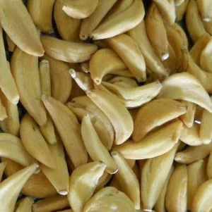 Caței de usturoi deshidratați